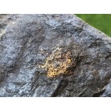 Stromatocystites pentagularis